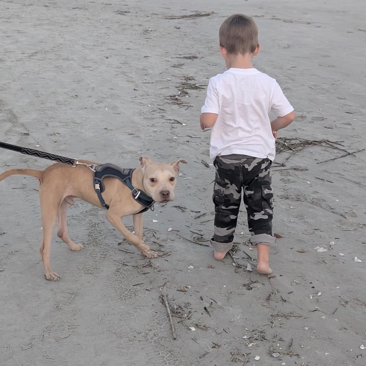 Milo, a Adoptable Mixed Breed in Calabash, NC image 5/6