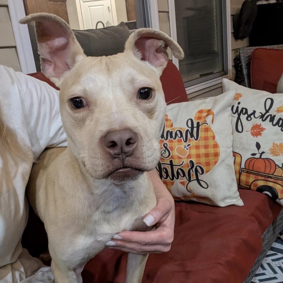 Milo, a Adoptable Mixed Breed in Calabash, NC image 1/6