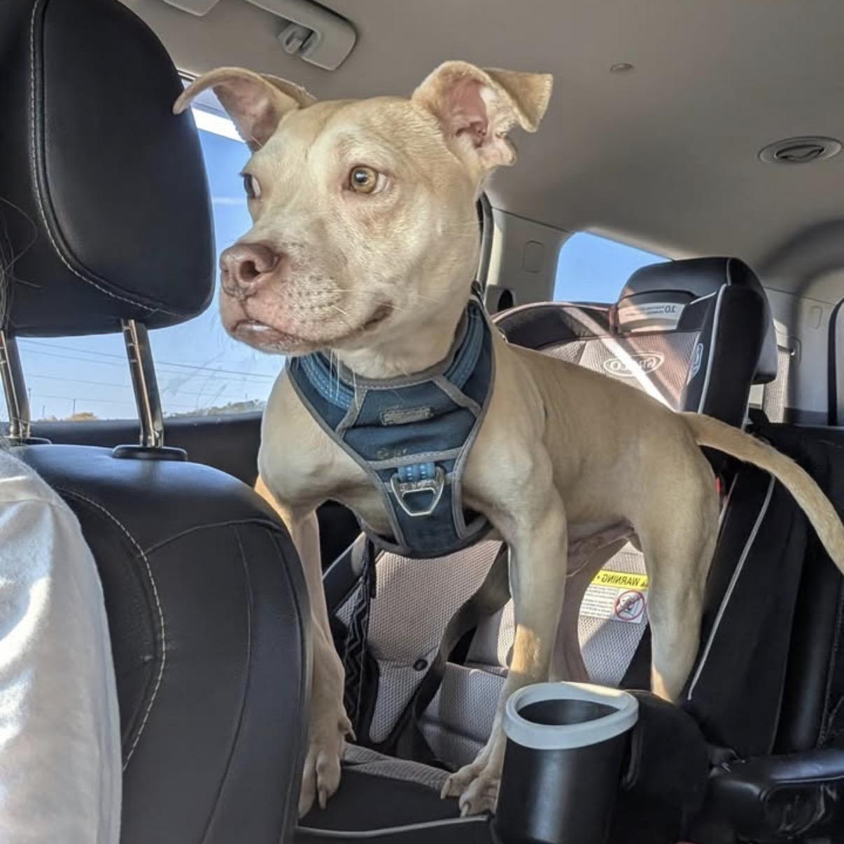 Milo, a Adoptable Mixed Breed in Calabash, NC image 2/6