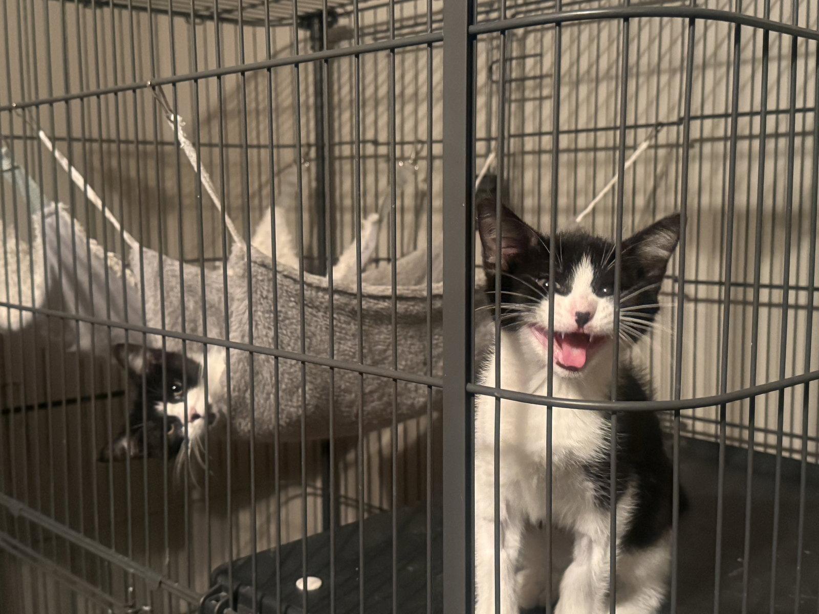 Enlarge Louise, a Adoptable Tuxedo in Fenton, MO image 1/1