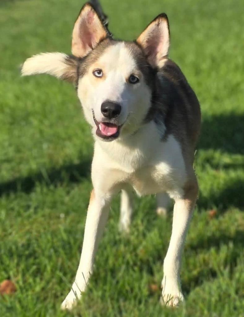 Enlarge Charlie, a Adoptable mixed breed in North Syracuse, NY image 1/2
