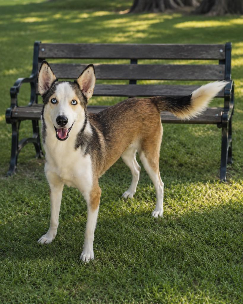 Enlarge Charlie, a Adoptable mixed breed in North Syracuse, NY image 2/2