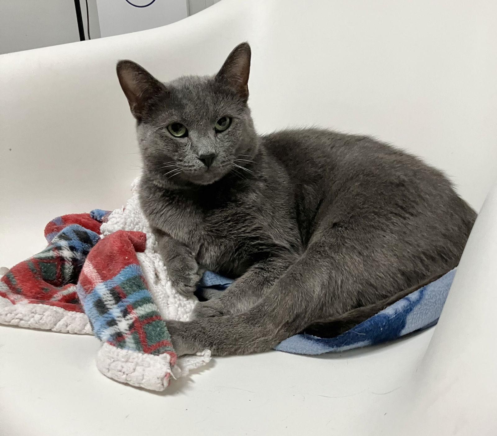 Diesel, a Adoptable Domestic Short Hair in Dublin, OH image 1/3