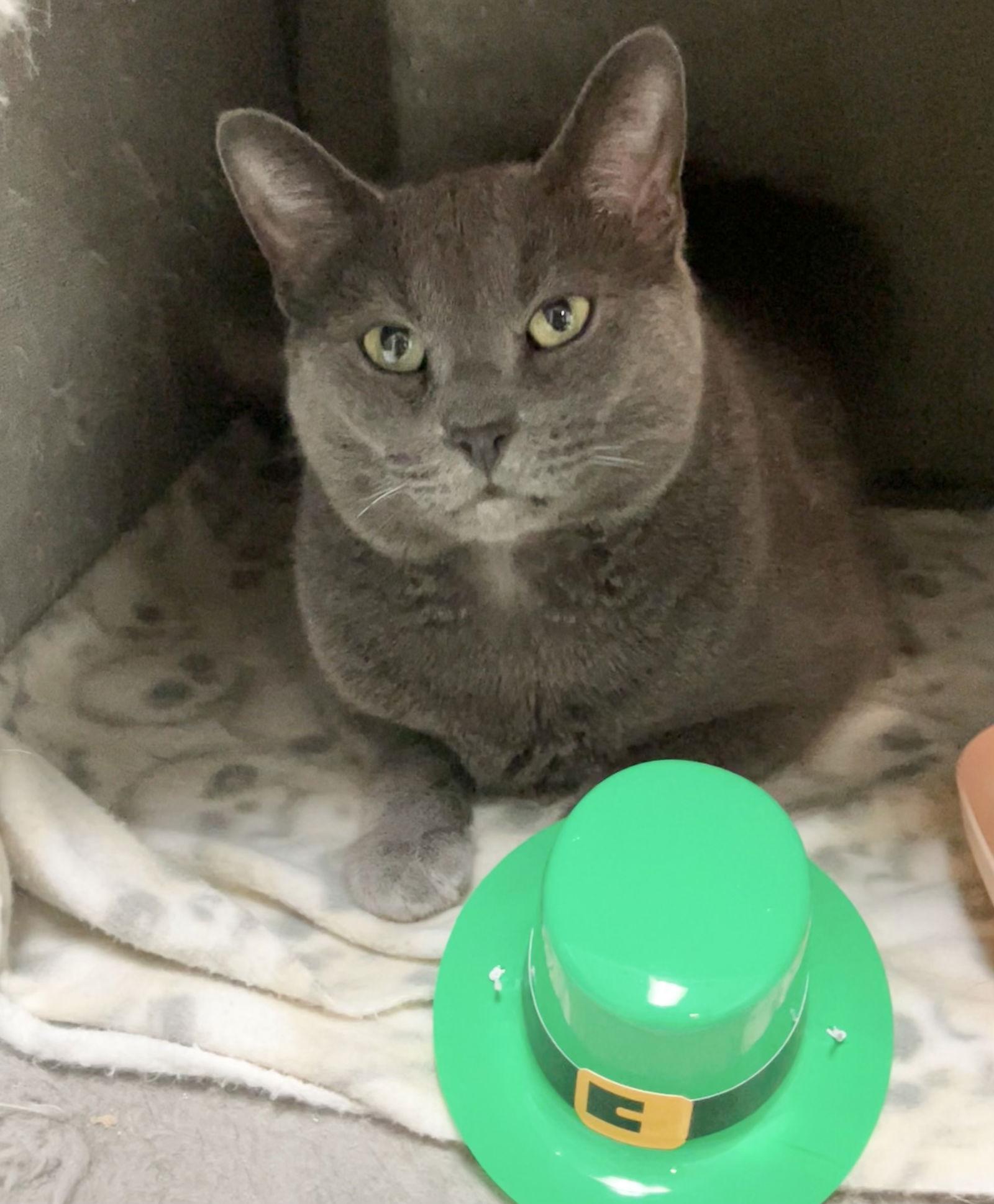 Diesel — thumbnail 2