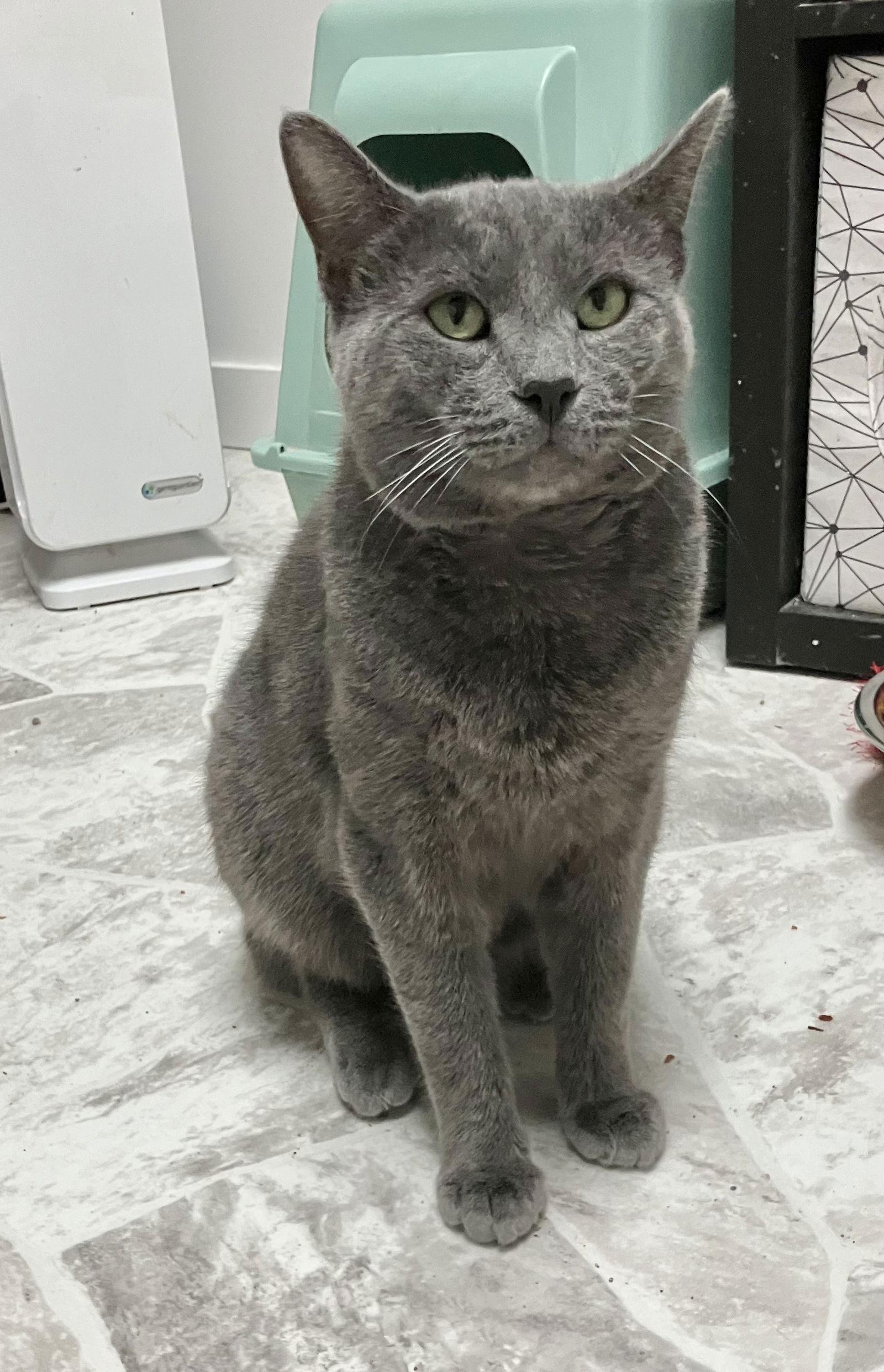 Diesel, a Adoptable Domestic Short Hair in Dublin, OH image 2/3