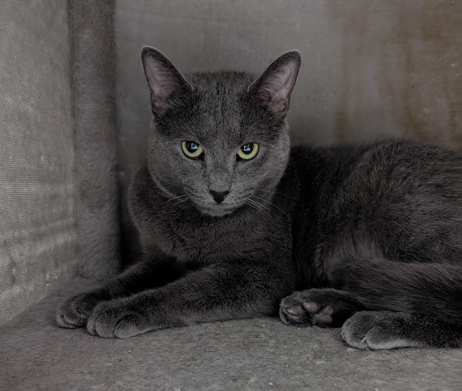 Diesel, a Adoptable Domestic Short Hair in Dublin, OH image 3/3