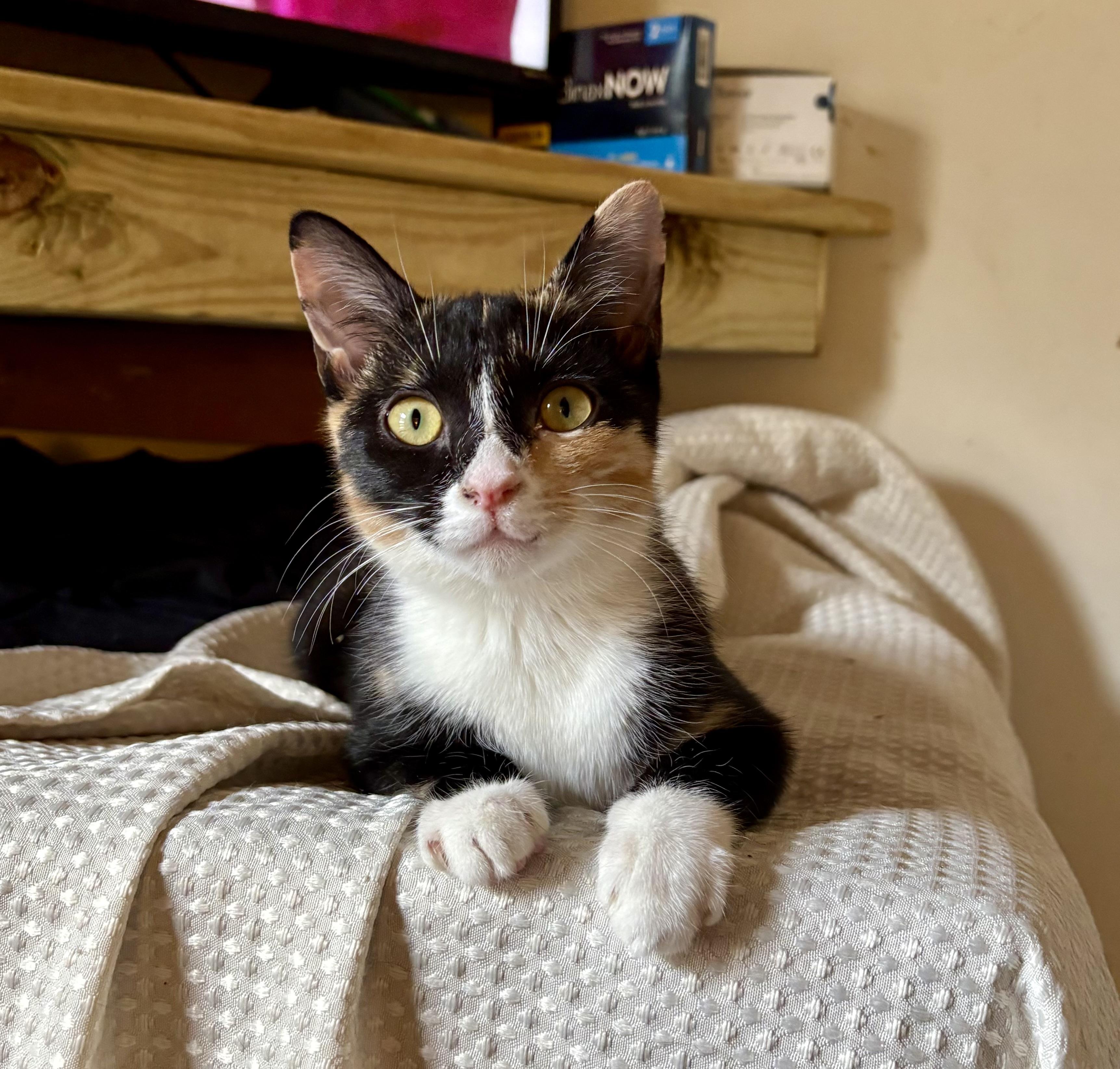 Rhonda, an adopted Calico in Columbia, SC image 3/3