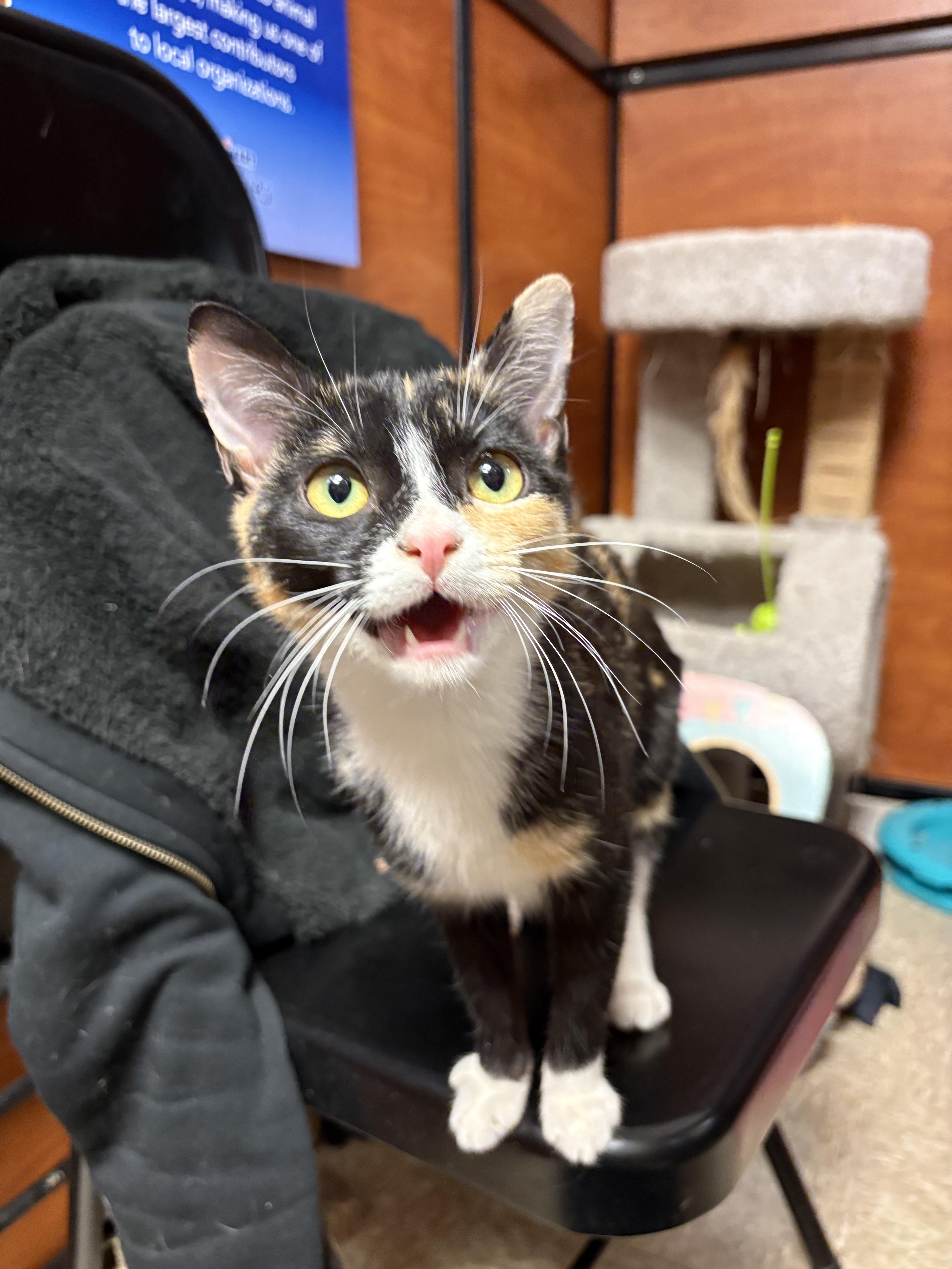 Rhonda, an adopted Calico in Columbia, SC image 1/3
