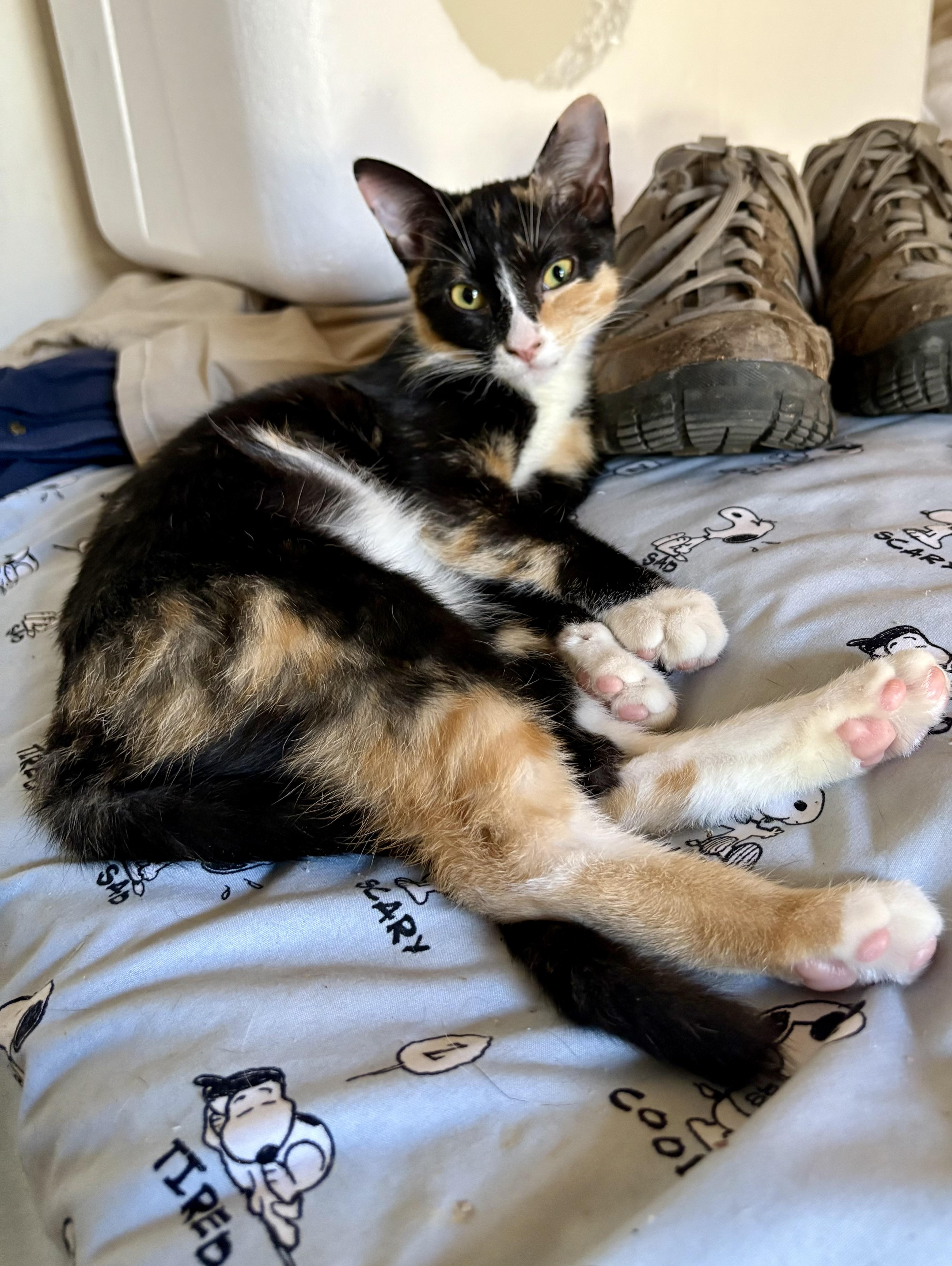 Rhonda, an adopted Calico in Columbia, SC image 2/3