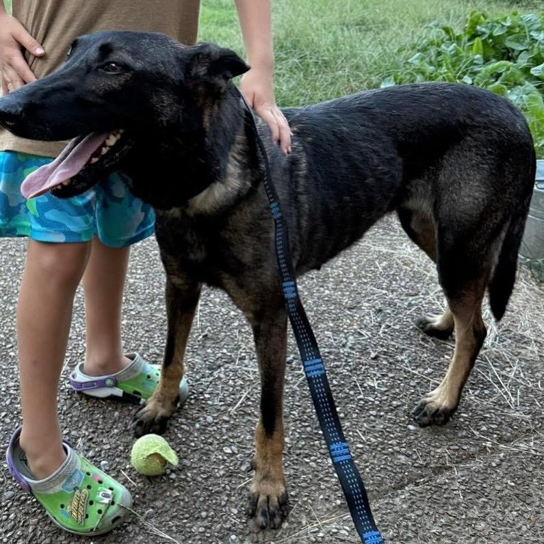 Nova, Adoptable, Adult Female Belgian Shepherd / Malinois.