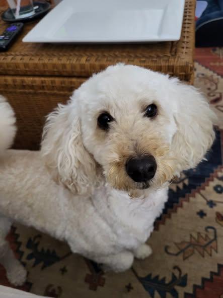 Enlarge Misty, a ADOPTABLE Poodle in Matthews, NC image 1/1