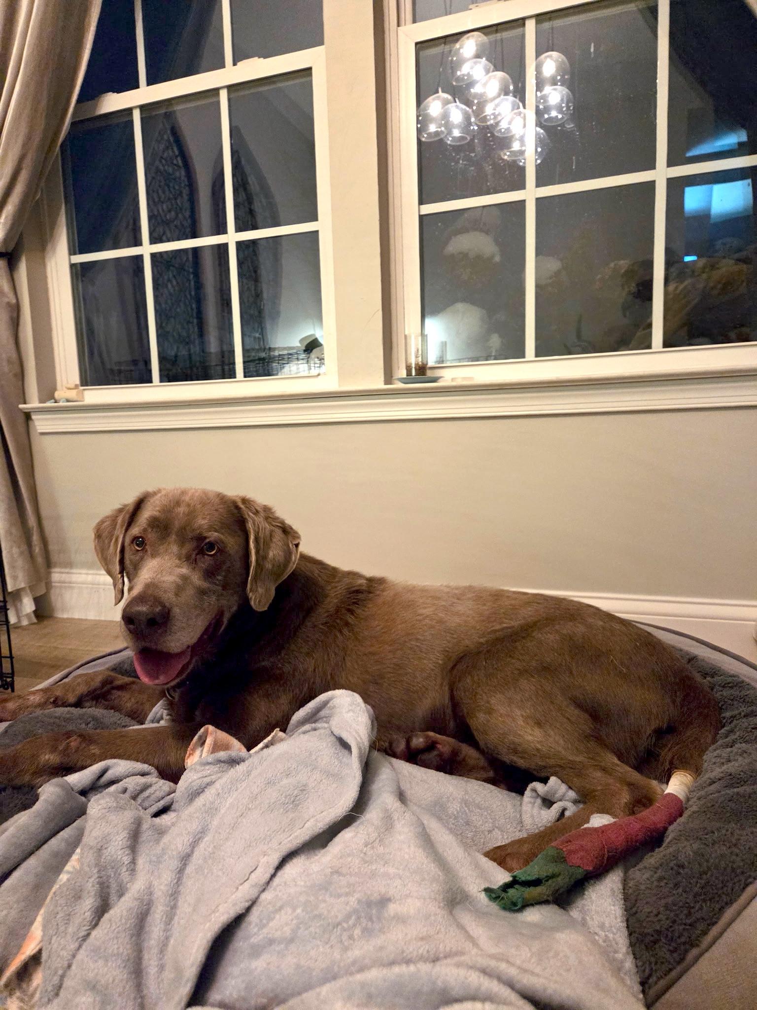 Enlarge Sergeant-Not Accepting Applications Yet!, a Adoptable Chocolate Labrador Retriever in Medina, OH image 2/4