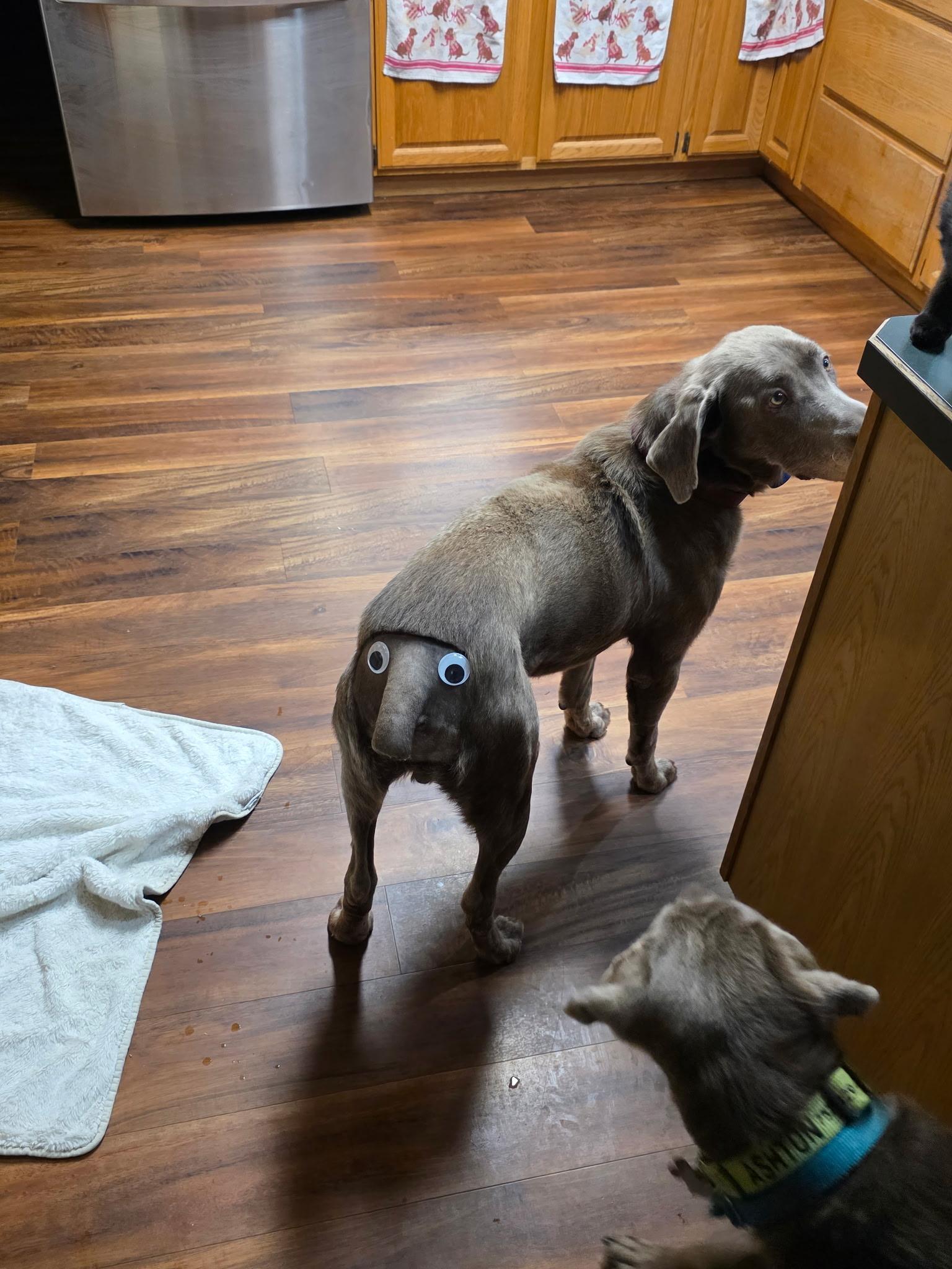Enlarge Sergeant, a Adoptable Chocolate Labrador Retriever in Medina, OH image 2/6