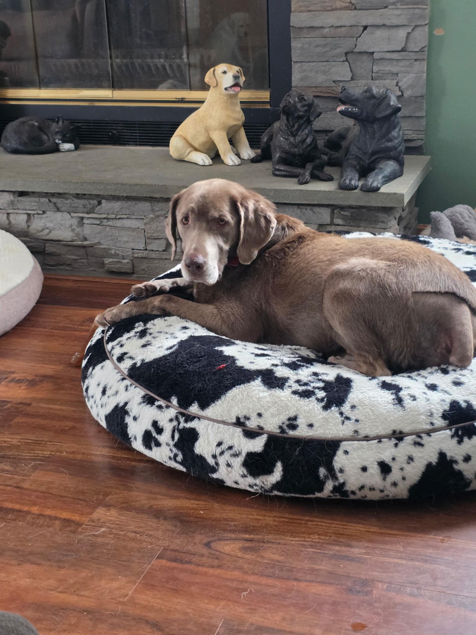 Enlarge Sergeant, a Adoptable Chocolate Labrador Retriever in Medina, OH image 3/6