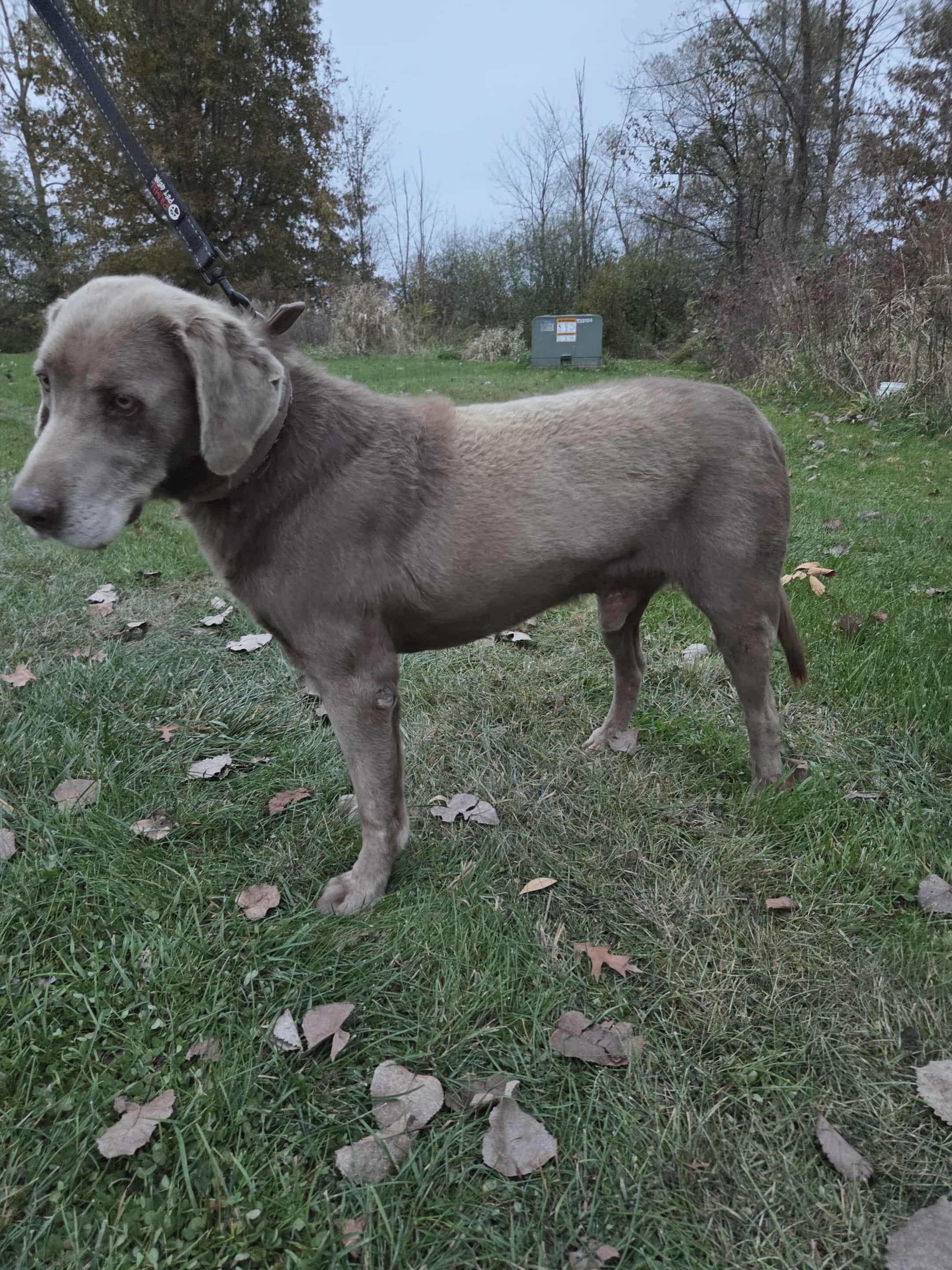 Enlarge Sergeant-Not Accepting Applications Yet!, a Adoptable Chocolate Labrador Retriever in Medina, OH image 3/4