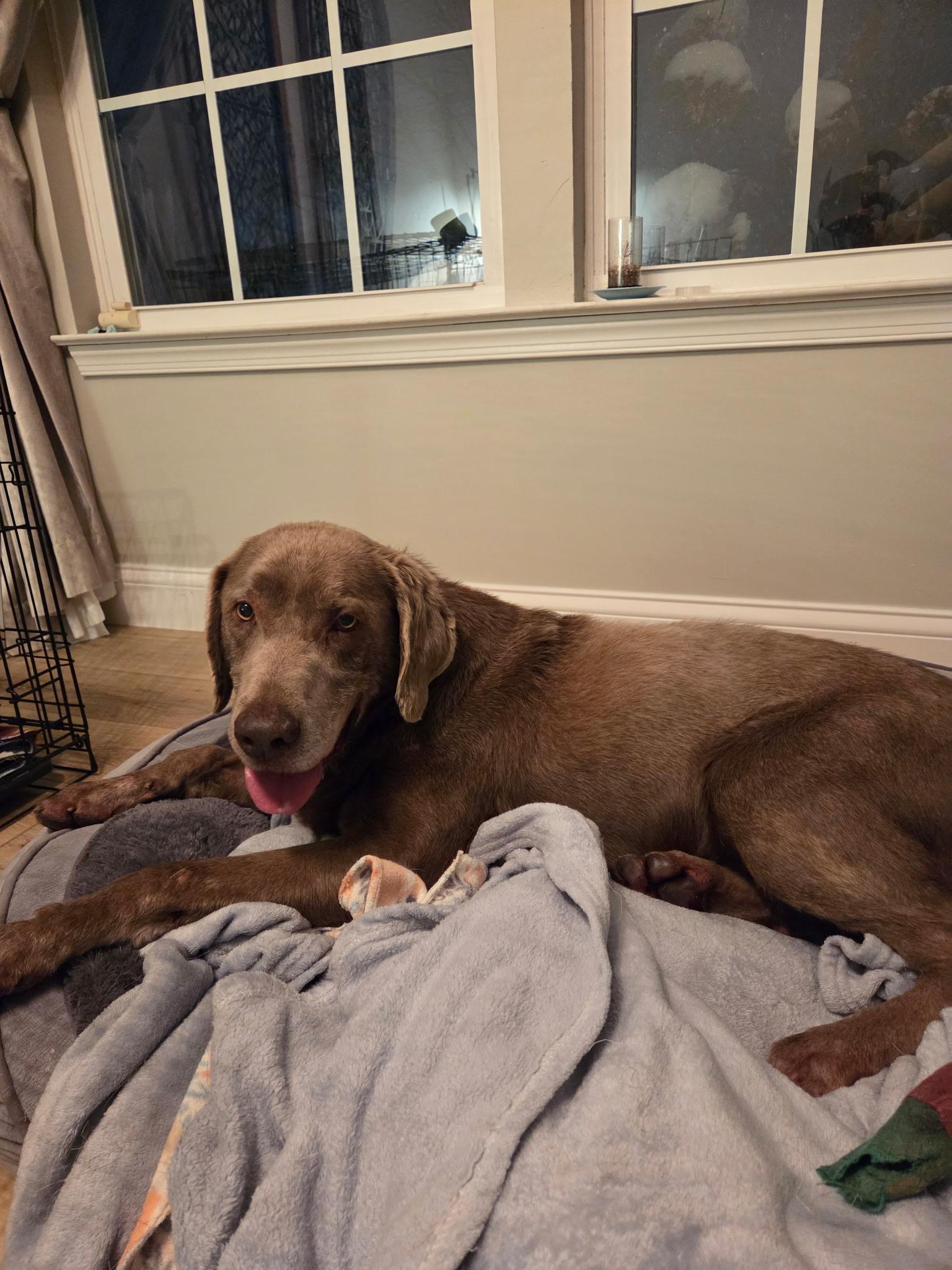 Enlarge Sergeant-Not Accepting Applications Yet!, a Adoptable Chocolate Labrador Retriever in Medina, OH image 1/4