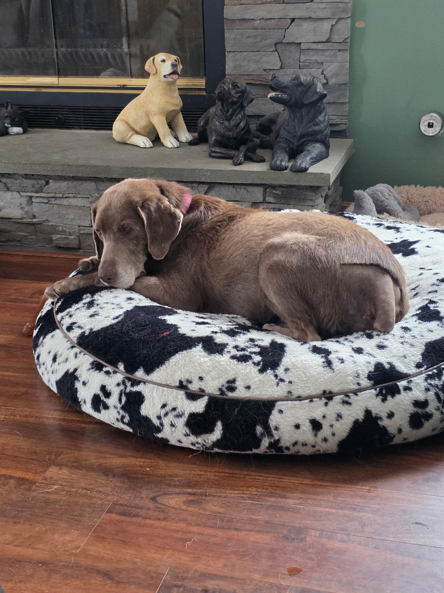 Enlarge Sergeant, a Adoptable Chocolate Labrador Retriever in Medina, OH image 4/6