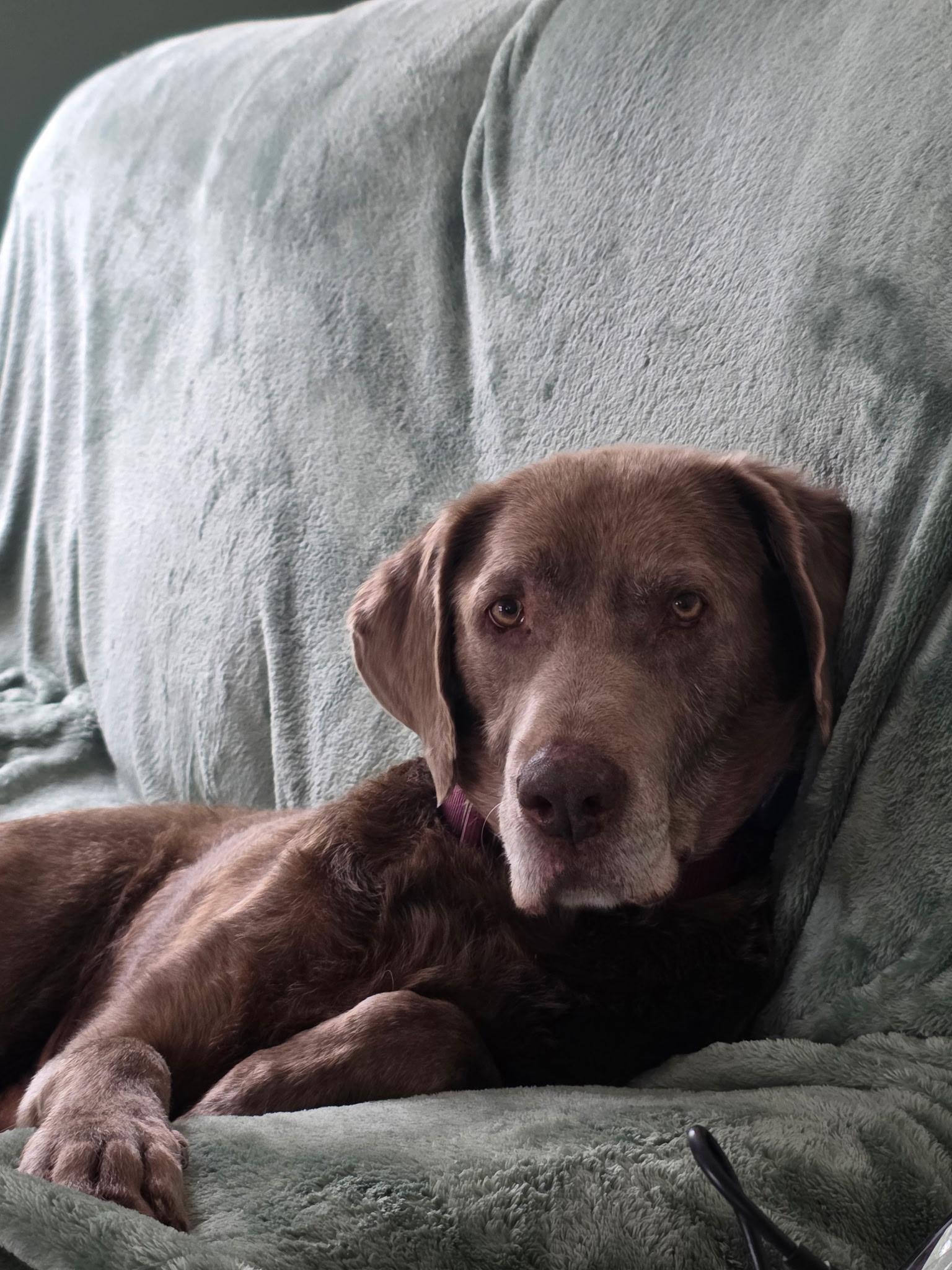 Sergeant, Adoptable, Senior Male Chocolate Labrador Retriever.
