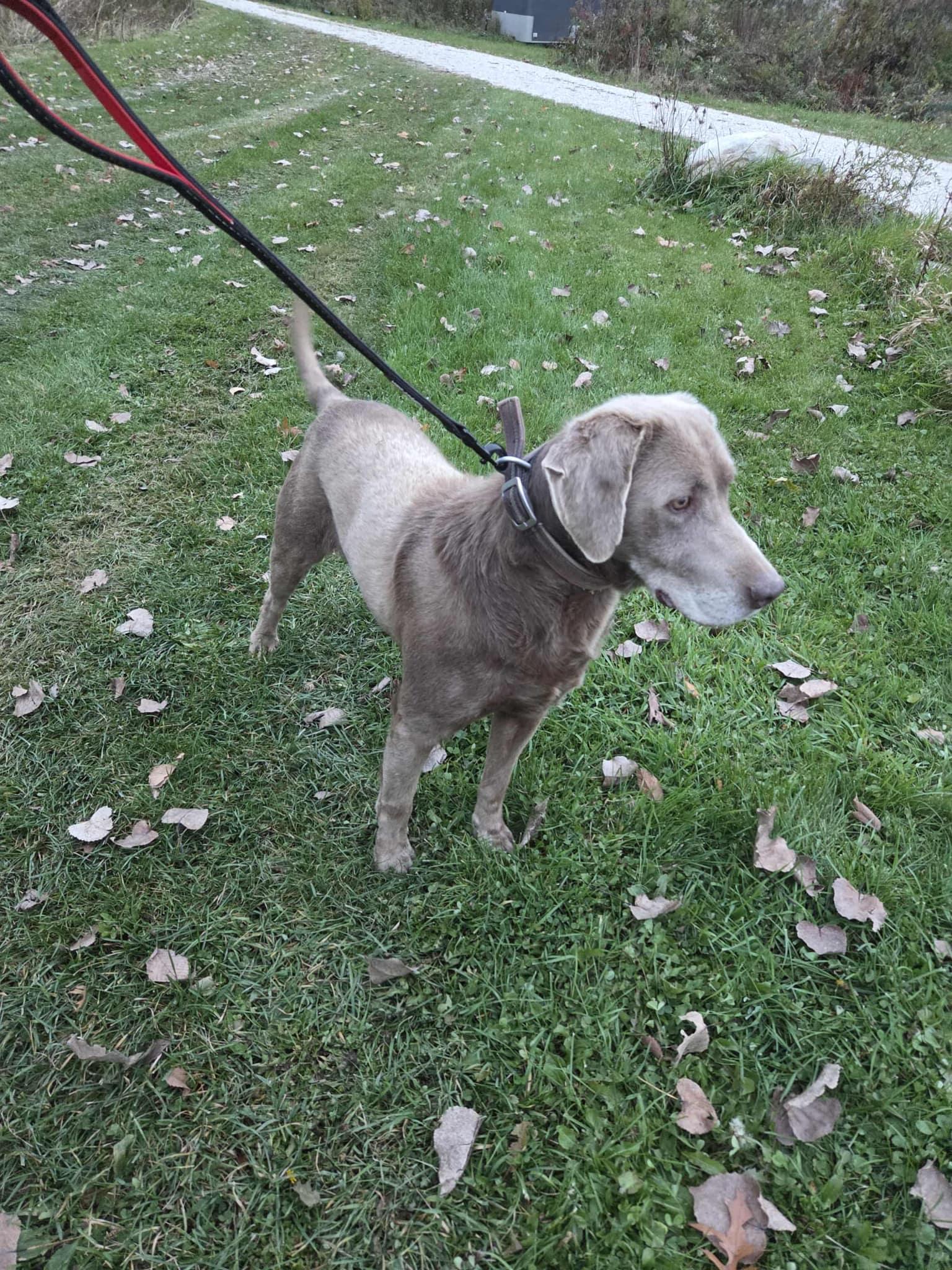 Enlarge Sergeant-Not Accepting Applications Yet!, a Adoptable Chocolate Labrador Retriever in Medina, OH image 4/4