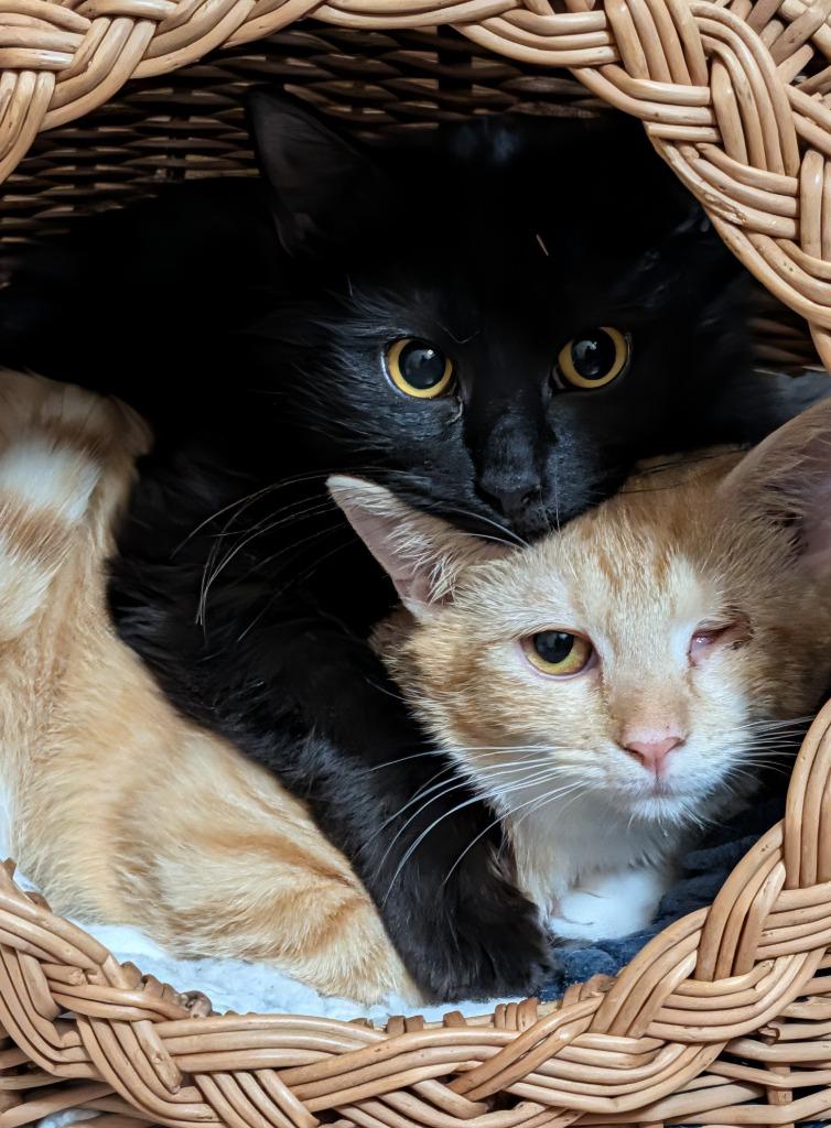 Gaia26, Adoptable, Kitten Female Domestic Short Hair.