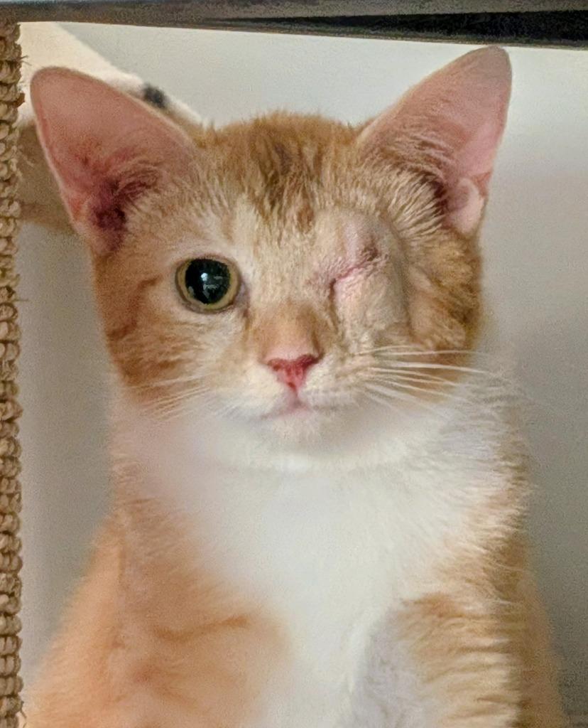 Enlarge Gaia26, a Adoptable mixed breed in Youngsville, NC image 2/4