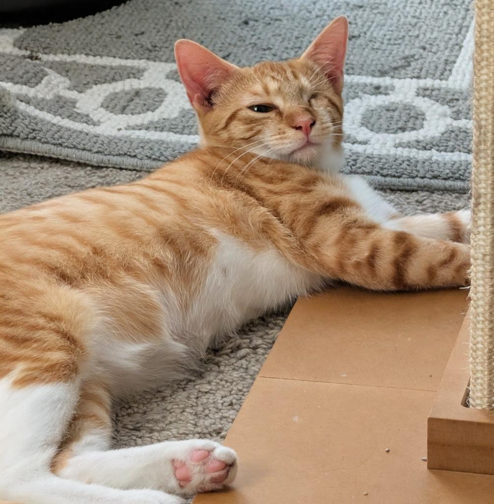 Enlarge Gaia26, a Adoptable mixed breed in Youngsville, NC image 3/4