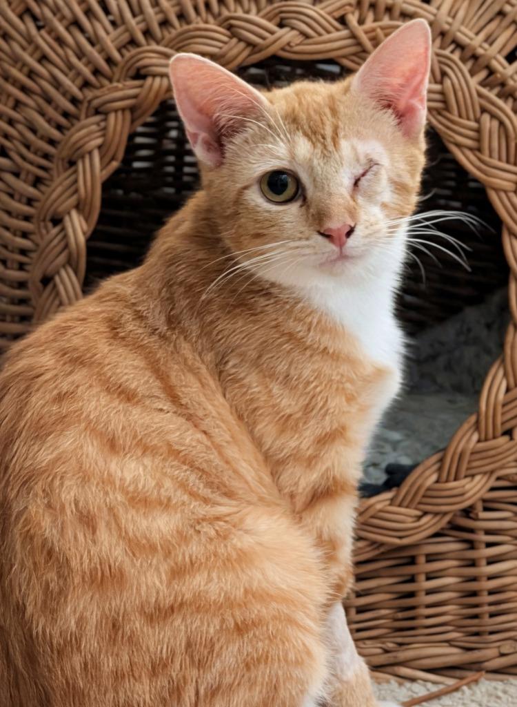 Enlarge Gaia26, a Adoptable mixed breed in Youngsville, NC image 4/4