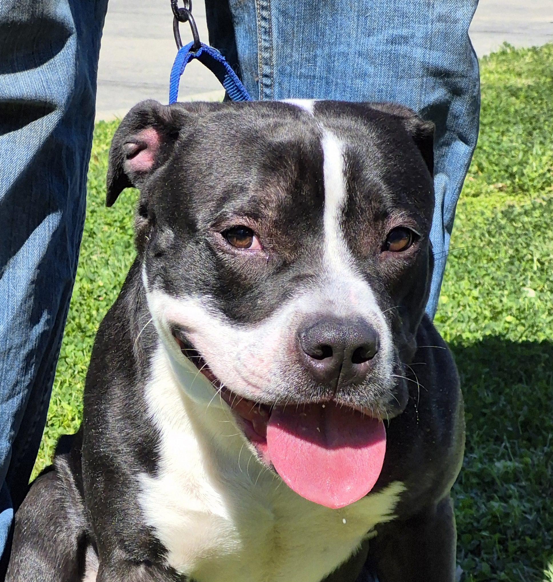 Enlarge Mumba, a Adoptable Mixed Breed in Slidell, LA image 2/5