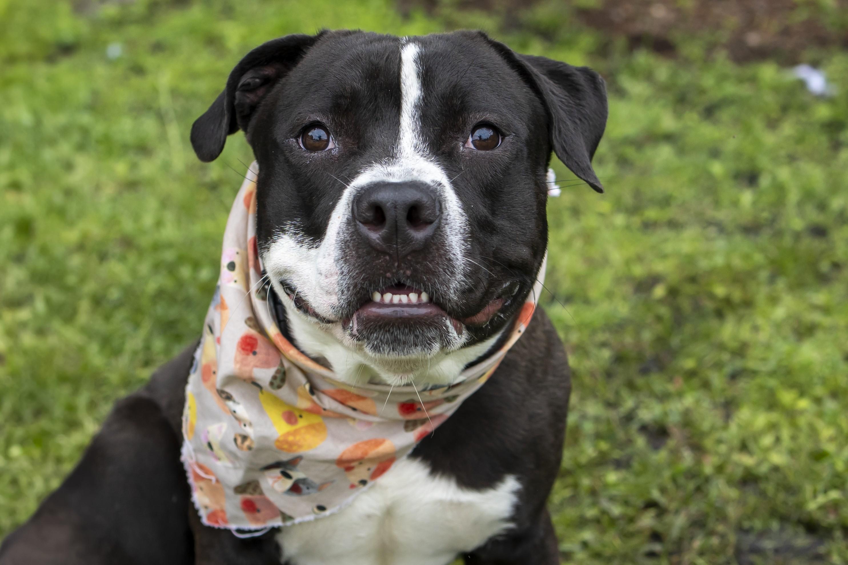 Enlarge Mumba, a Adoptable Mixed Breed in Slidell, LA image 1/5