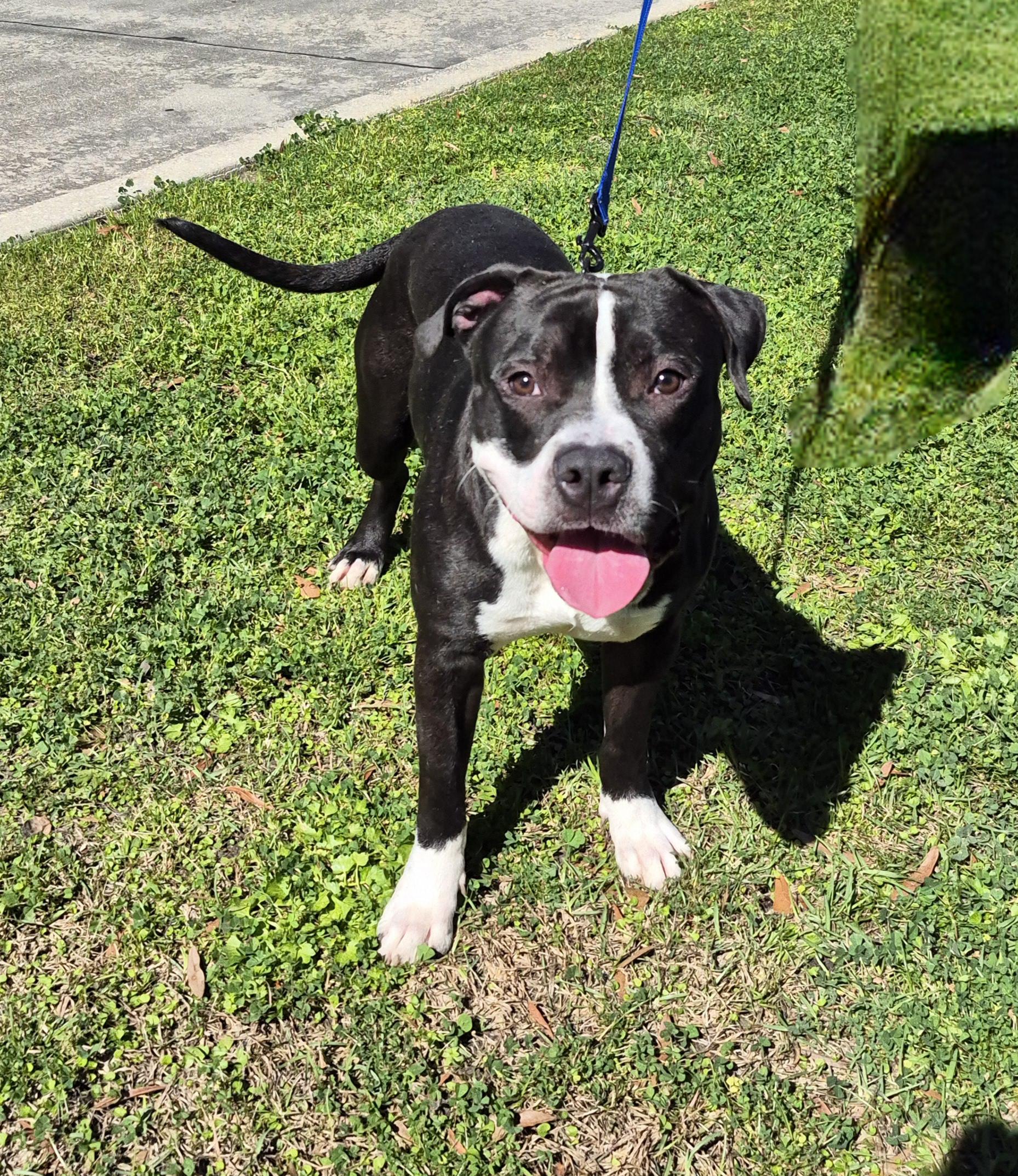 Mumba, Adoptable, Young Male Mixed Breed.