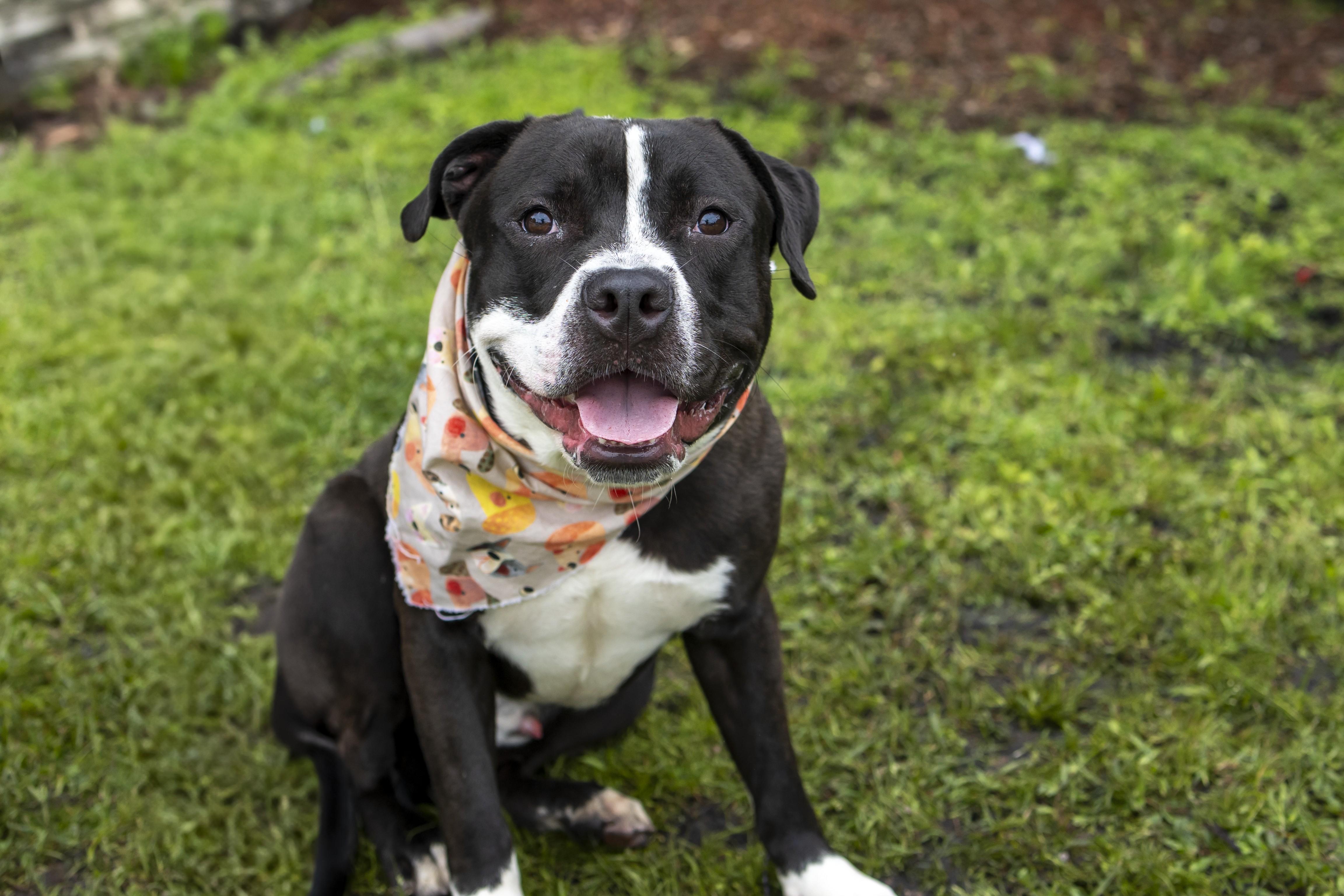 Enlarge Mumba, a Adoptable Mixed Breed in Slidell, LA image 5/5
