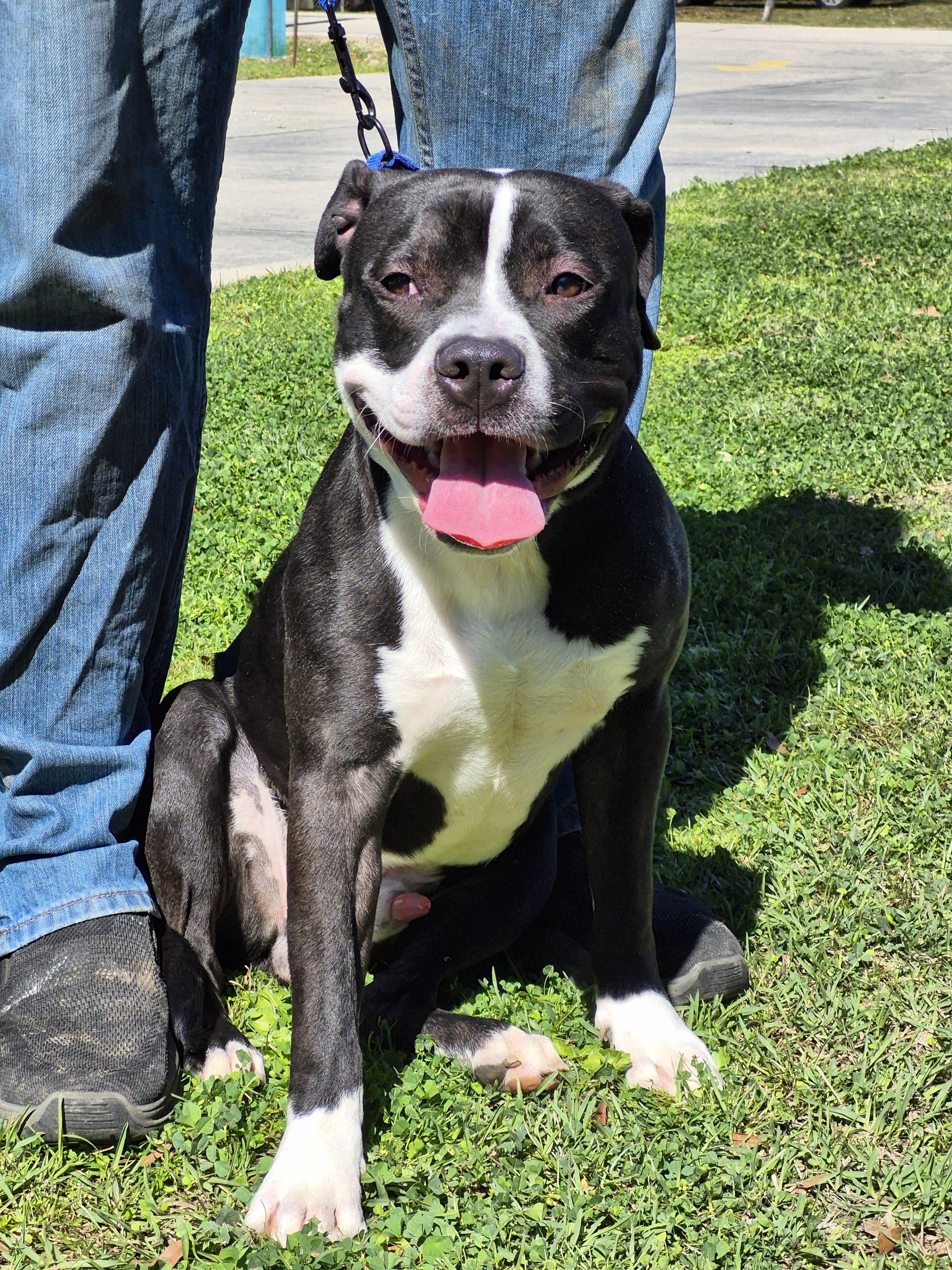 Enlarge Mumba, a Adoptable Mixed Breed in Slidell, LA image 4/5