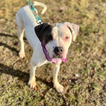 Enlarge Lavender, a ADOPTABLE mixed breed in Worcester, MA image 2/2