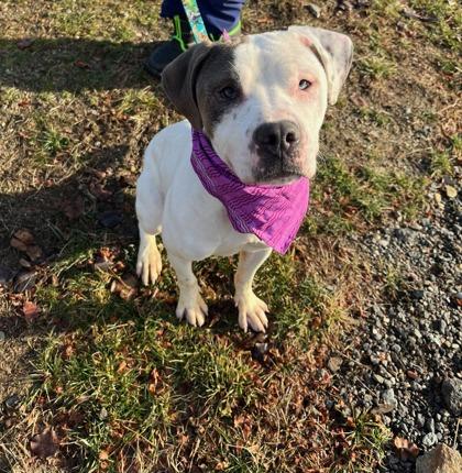 Enlarge Lavender, a ADOPTABLE mixed breed in Worcester, MA image 1/2