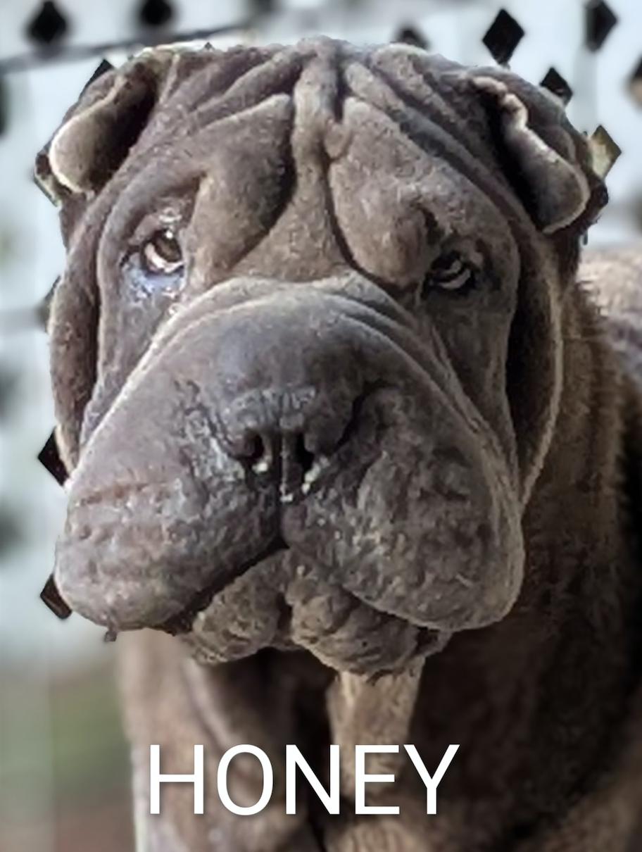 Honey, adopted, Adult Female Shar-Pei.
