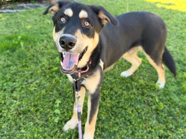 Enlarge MILO, a Adoptable mixed breed in Santa Rosa, CA image 1/1