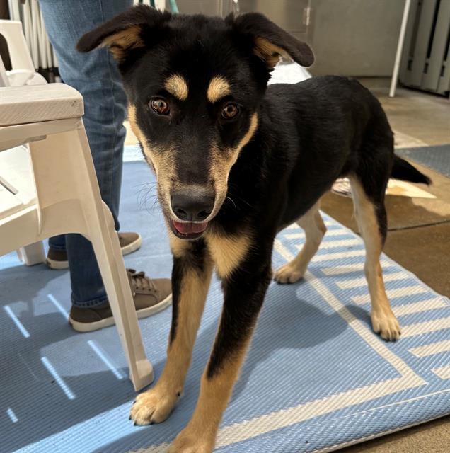 MILO, Adoptable, Young Male German Shepherd Dog & Siberian Husky.