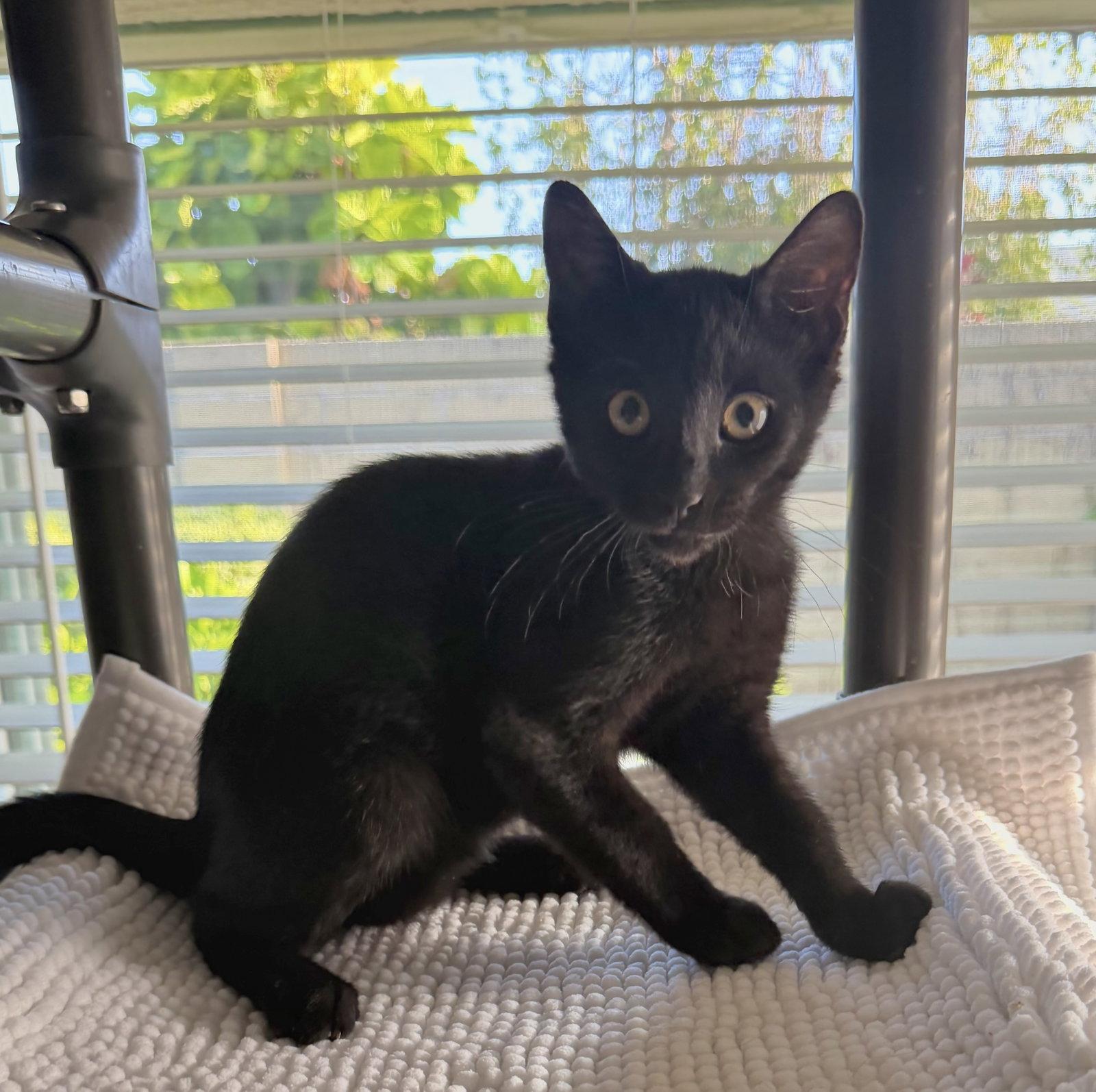 Berlioz, Adoptable, Young Male Domestic Short Hair.