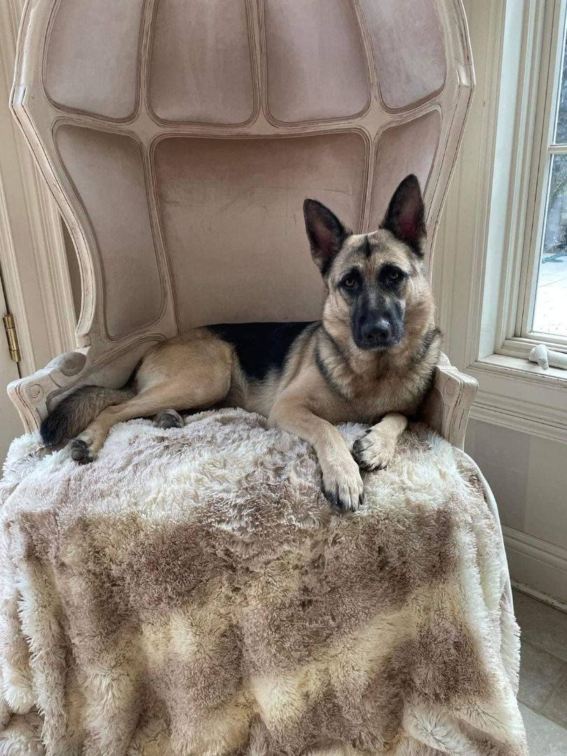 Enlarge Agliana, a Adoptable mixed breed in Old Westbury, NY image 2/15