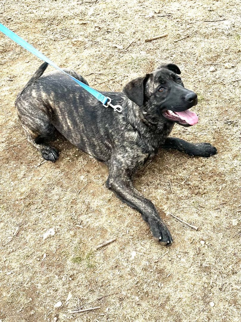Enlarge Agliana, a Adoptable mixed breed in Old Westbury, NY image 3/15