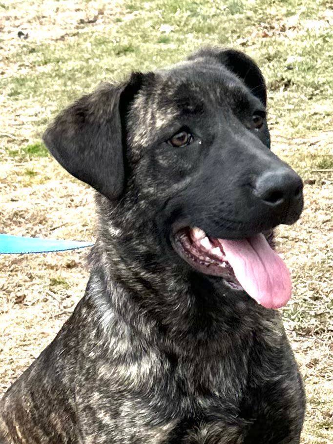 Enlarge Agliana, a Adoptable mixed breed in Old Westbury, NY image 4/15