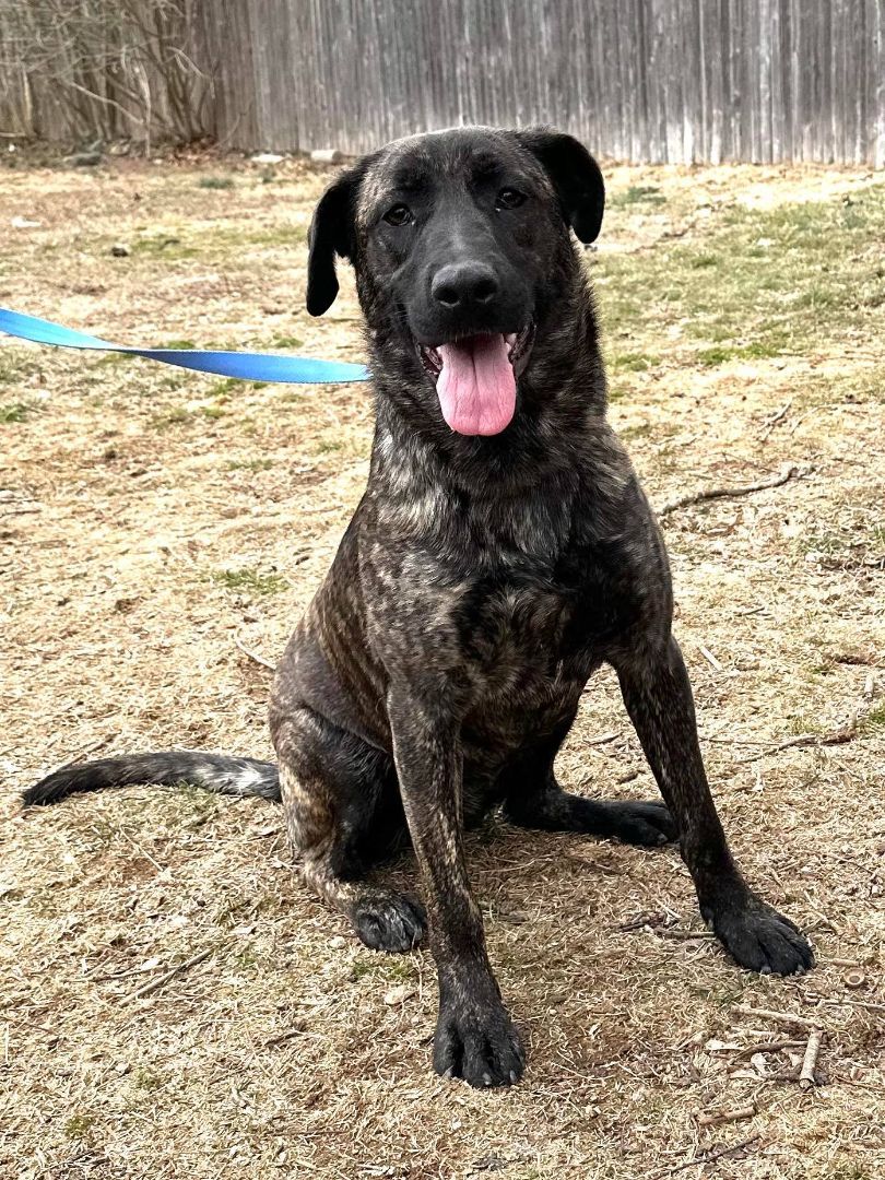 Enlarge Agliana, a Adoptable mixed breed in Old Westbury, NY image 6/15