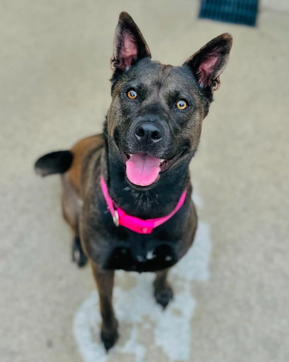 Sadie, ADOPTABLE, Adult Female German Shepherd Dog & Pit Bull Terrier.