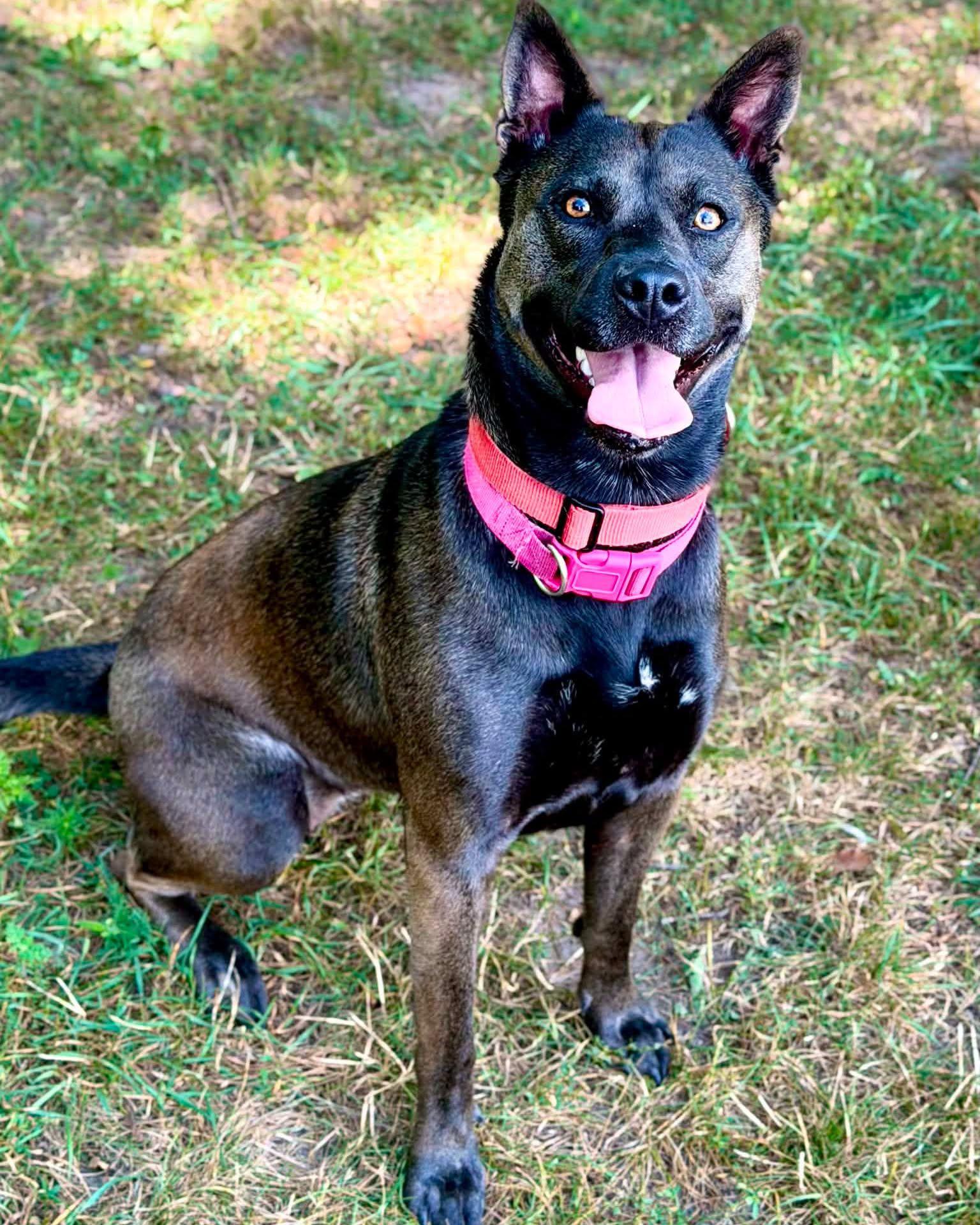 Enlarge Sadie, a ADOPTABLE mixed breed in Fremont, MI image 2/3