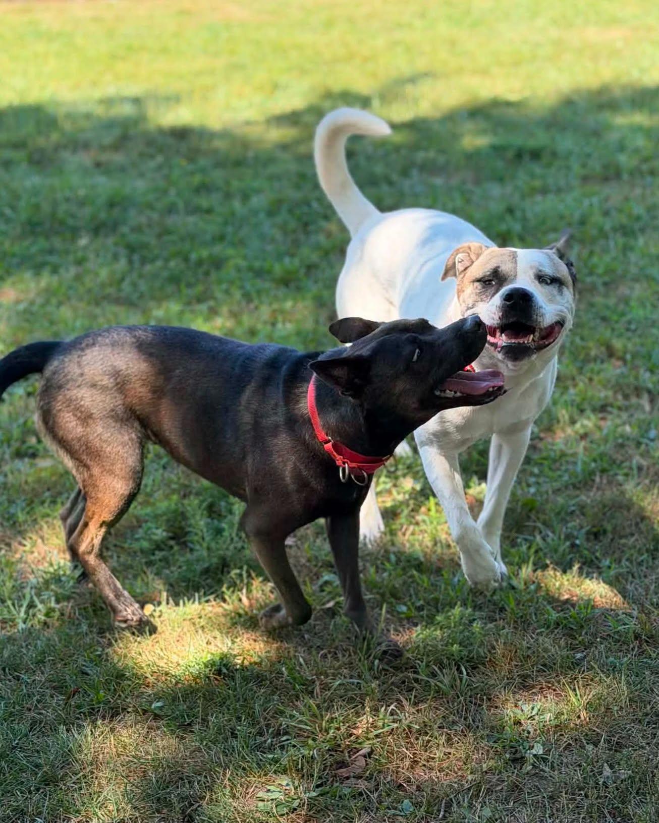 Enlarge Sadie, a ADOPTABLE mixed breed in Fremont, MI image 3/3