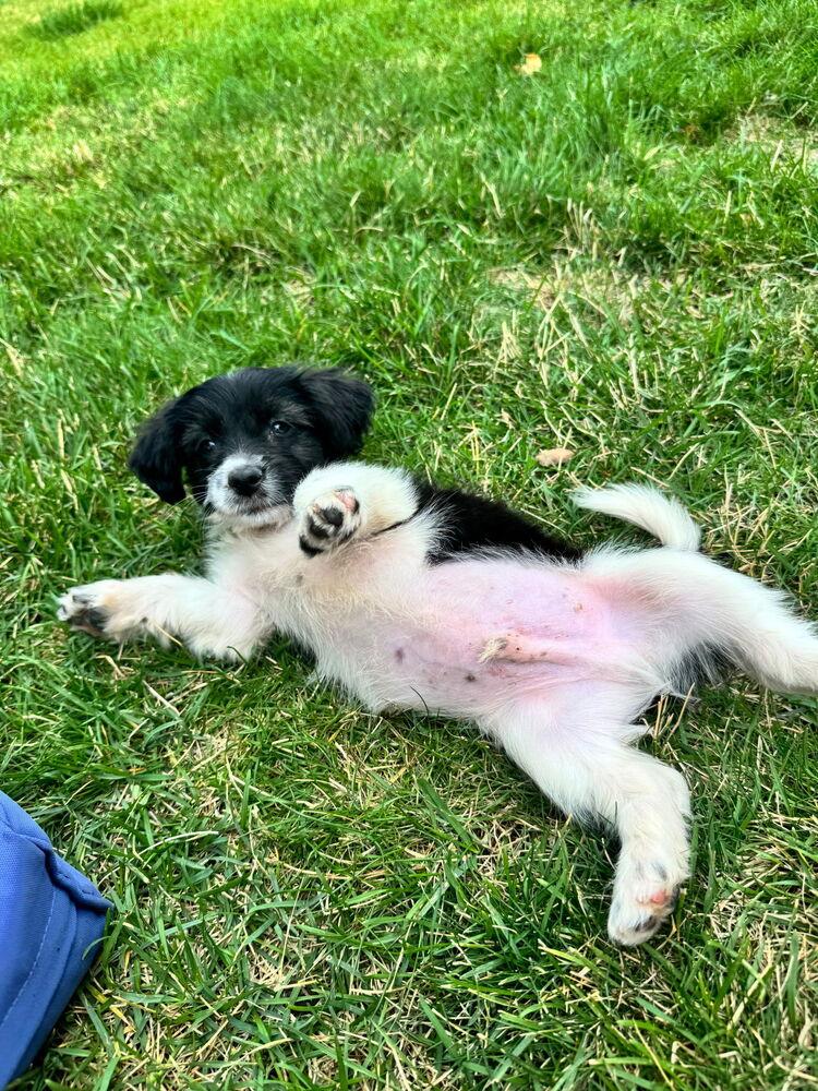 Enlarge David, a Adoptable mixed breed in Spokane, WA image 1/6