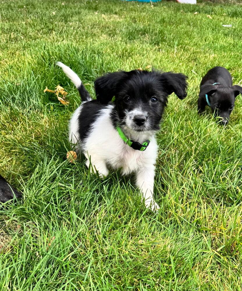 Enlarge David, a Adoptable mixed breed in Spokane, WA image 2/6