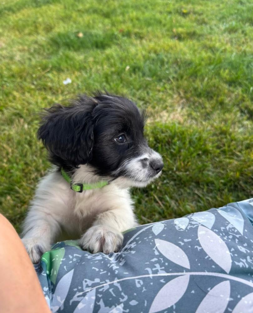 Enlarge David, a Adoptable mixed breed in Spokane, WA image 5/6