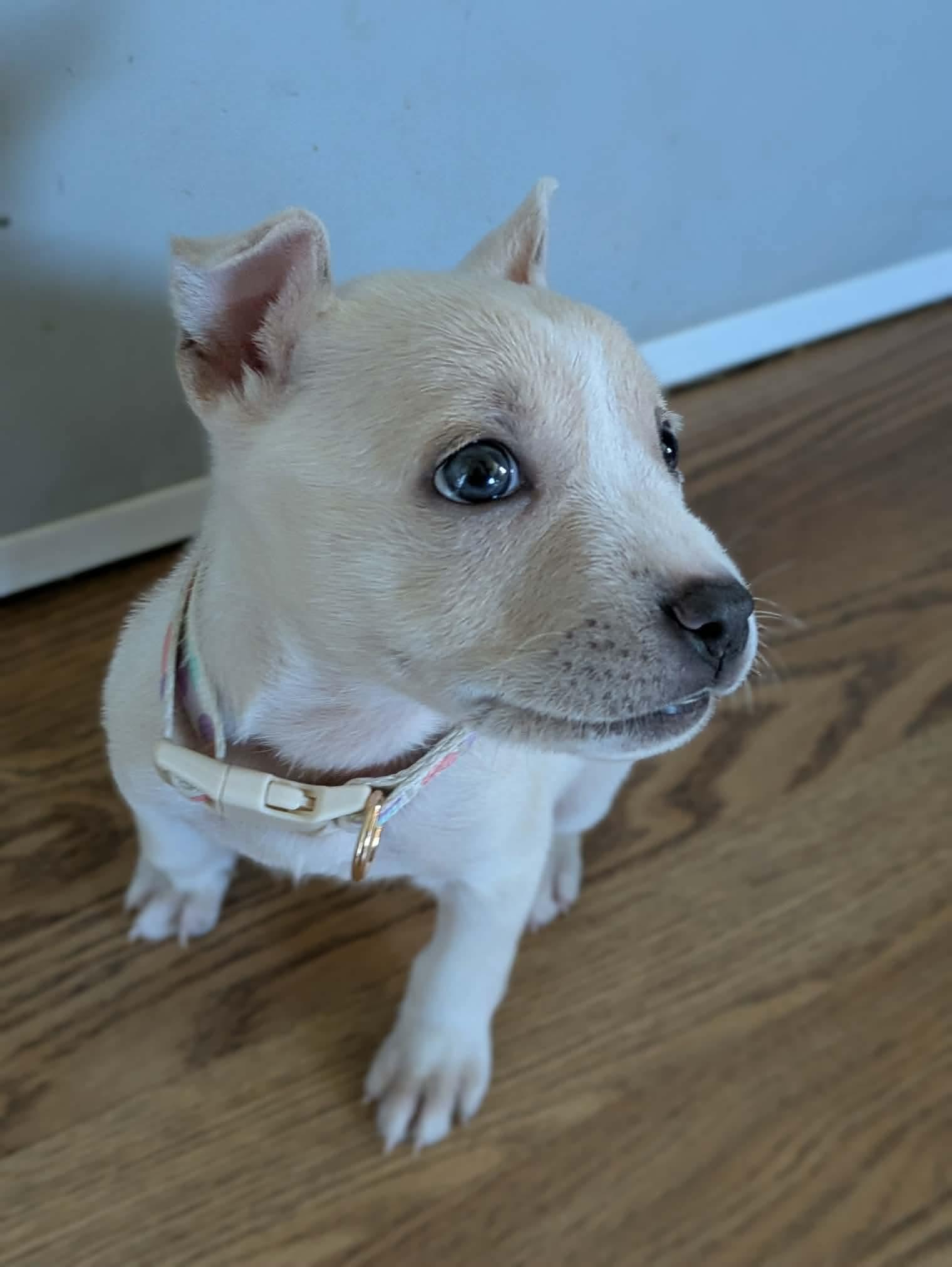 Clementine, Adoptable, Puppy Female Pit Bull Terrier.
