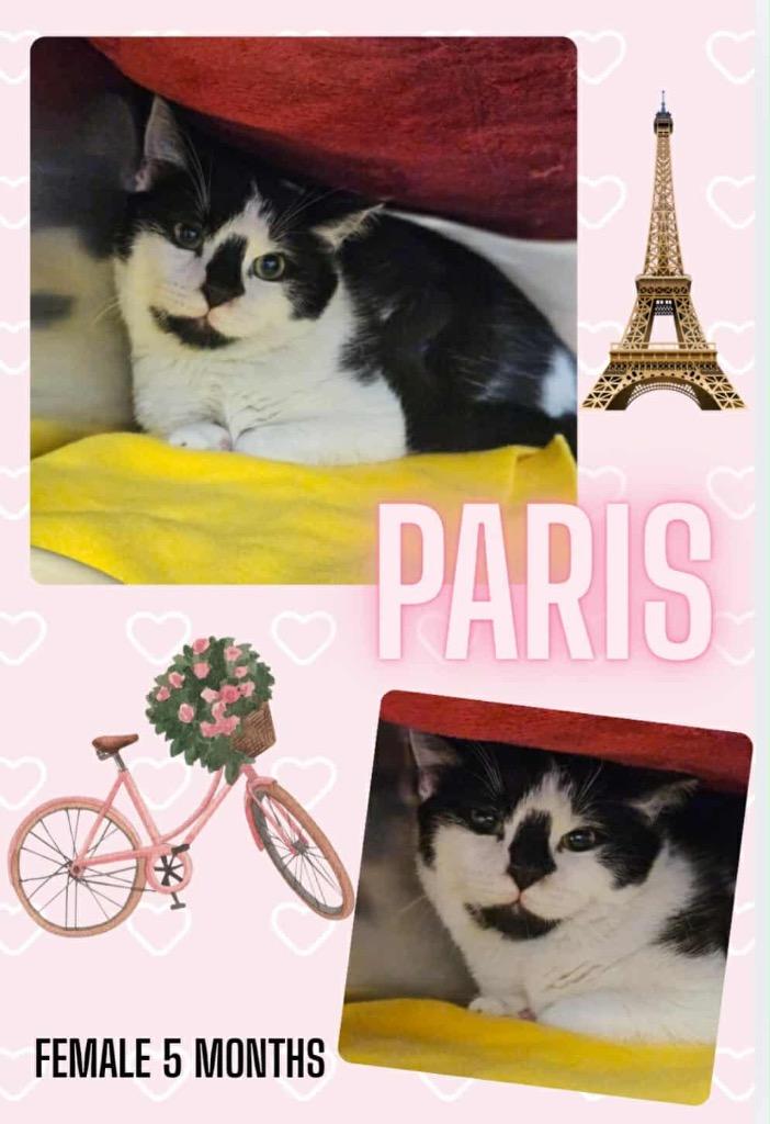 Paris, Adoptable, Kitten Female Domestic Short Hair.